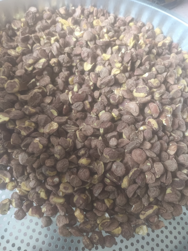 广西茶籽高山小籽茶果油茶籽老品种茶籽仁