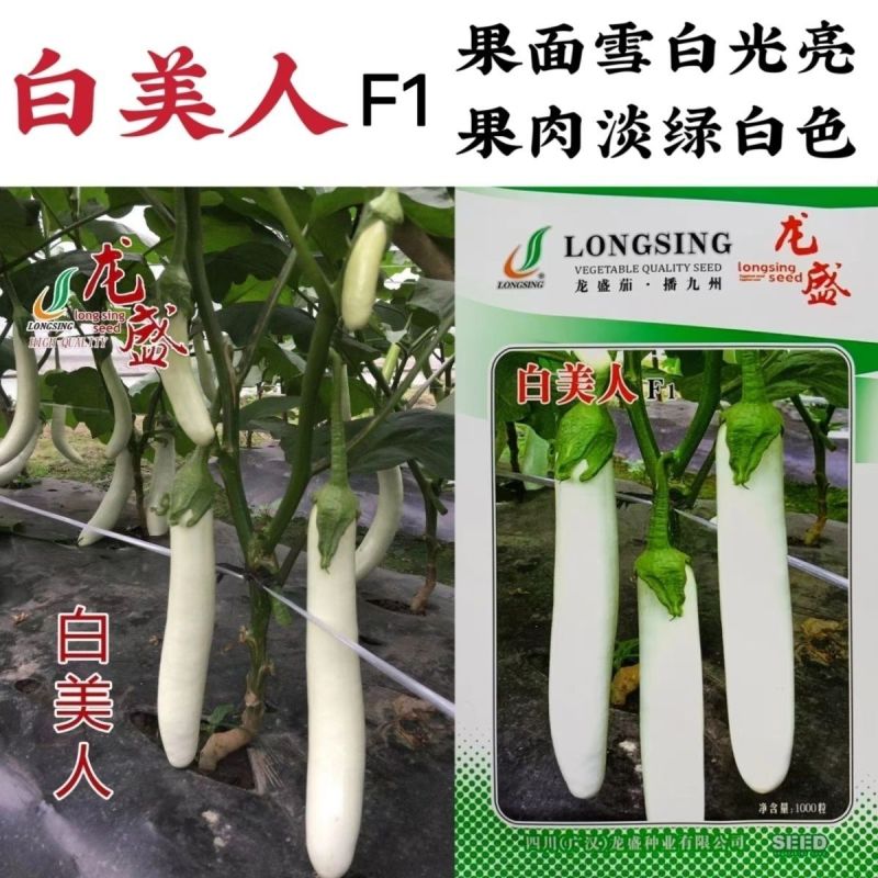 龙盛白美人早熟茄子种子果面雪白光亮果肉淡绿白色春秋种植