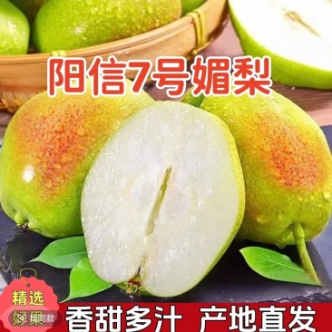 山东阳信媚梨七号基地直供甘甜无渣质量保证对接商超市场