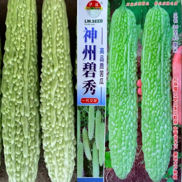 苦瓜种子高产早熟翠绿疙瘩绿苦瓜种子中华白玉苦瓜种子大田用