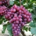 河北克伦生葡萄清甜可口价格美丽对接全国市场欢迎询价