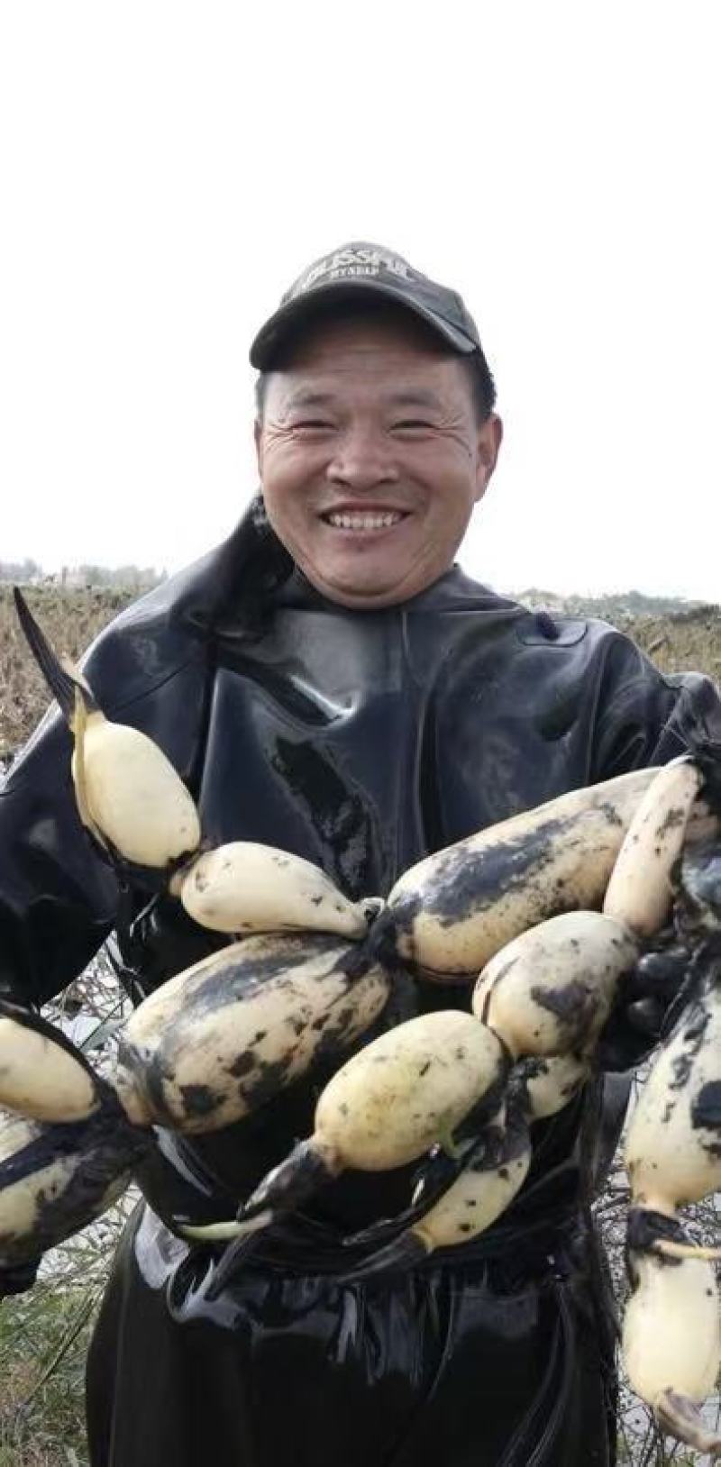 现挖现发九孔山东特产白莲脆藕