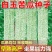 白玉苦瓜种子优选中华白苦瓜种子大田用种基地专用苦瓜种子