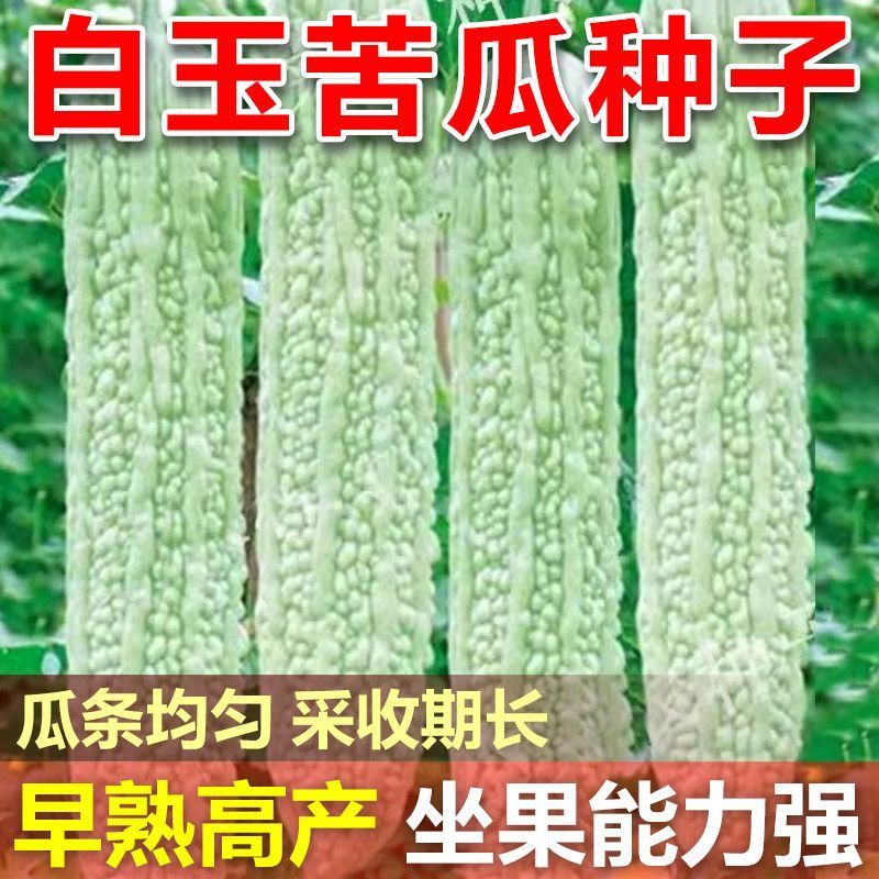 白玉苦瓜种子优选中华白苦瓜种子大田用种基地专用苦瓜种子