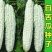 白玉苦瓜种子优选中华白苦瓜种子大田用种基地专用苦瓜种子