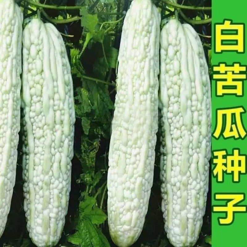 白玉苦瓜种子优选中华白苦瓜种子大田用种基地专用苦瓜种子