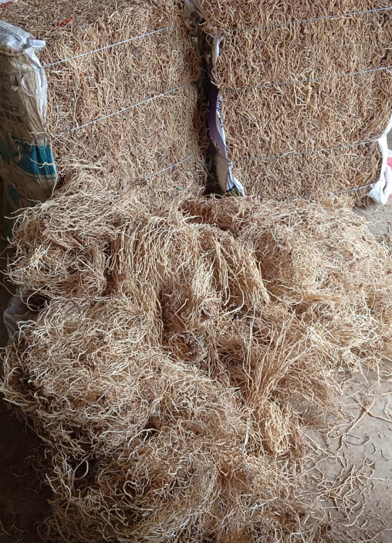 白龙须根