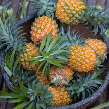 【推荐】广东特级香水菠萝优质品种酸甜可口对接商超档口