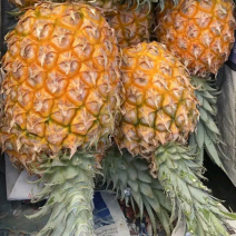 【精品】徐闻精品香水菠萝一手货源价格实惠欢迎来电洽谈