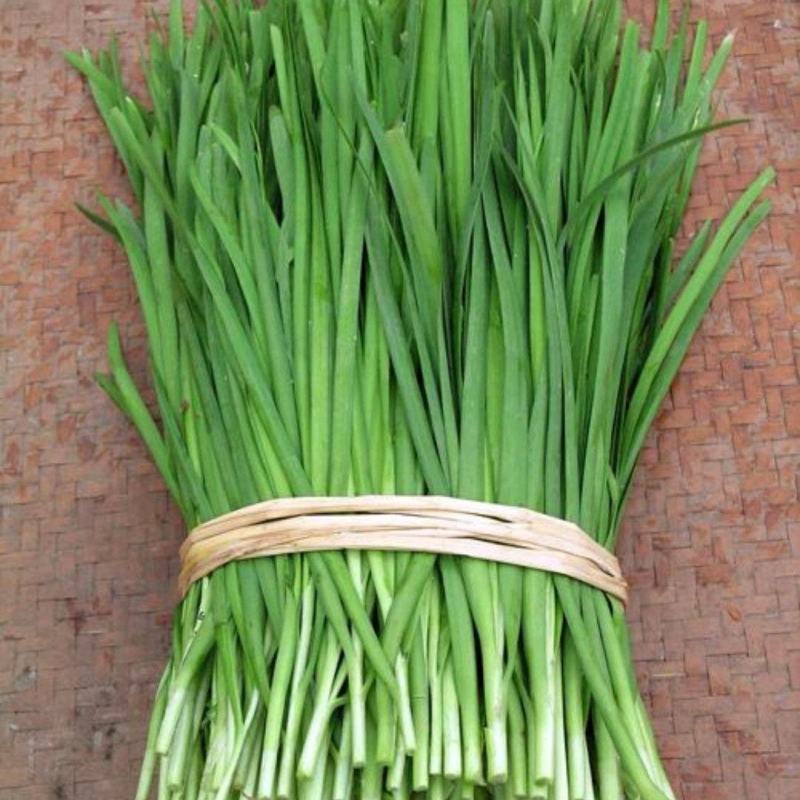 【优质】优质大叶韭菜种植基地直发品种优良可发往全国