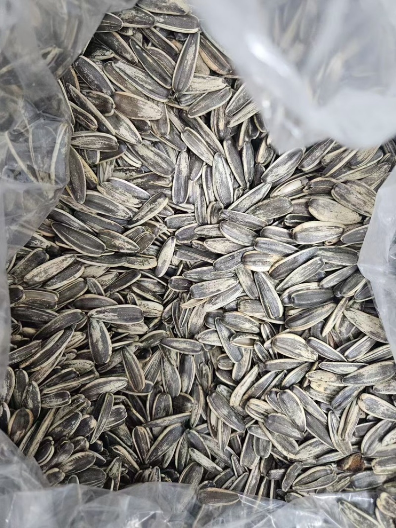 原味瓜子五香瓜子大量现货量大可谈
