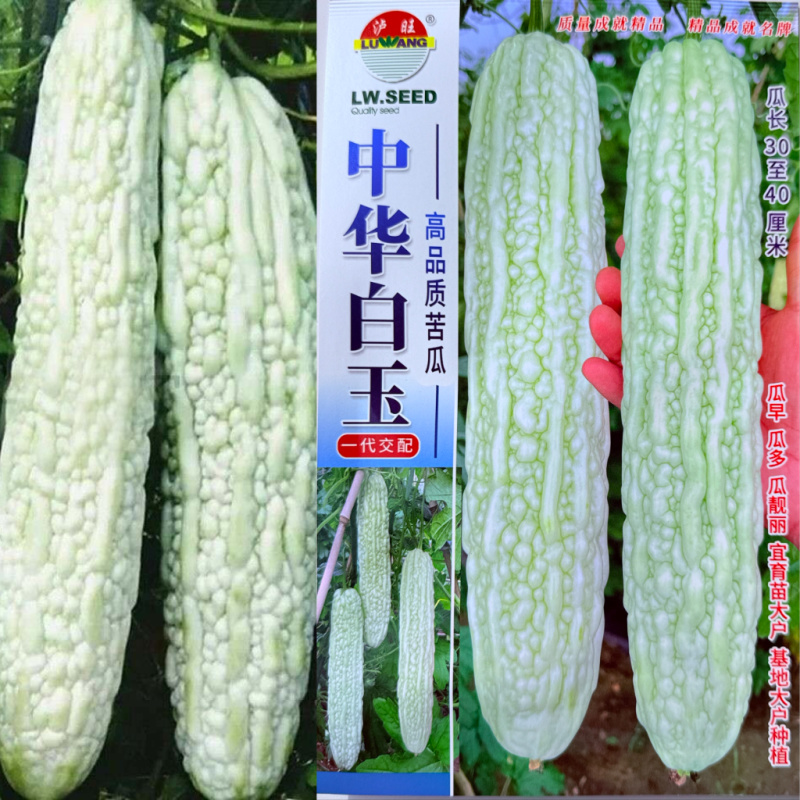 苦瓜种子白苦瓜中华白玉苦瓜种子白凉瓜耐热苦瓜种籽基地专用