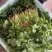 大棚大叶香菜，香气浓郁，量大从优品质保证欢迎联系
