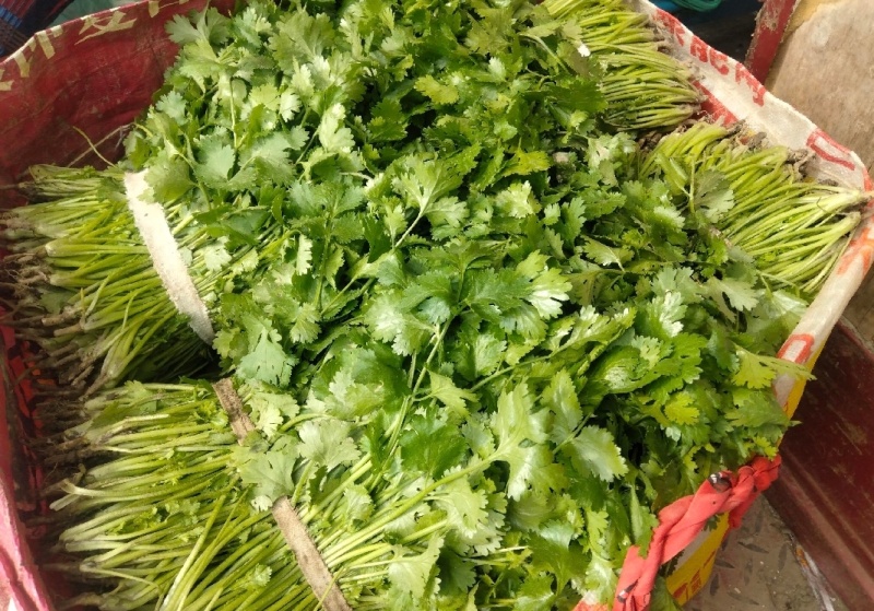江苏东台香菜大叶香菜新鲜现货量大从优实力代发全国