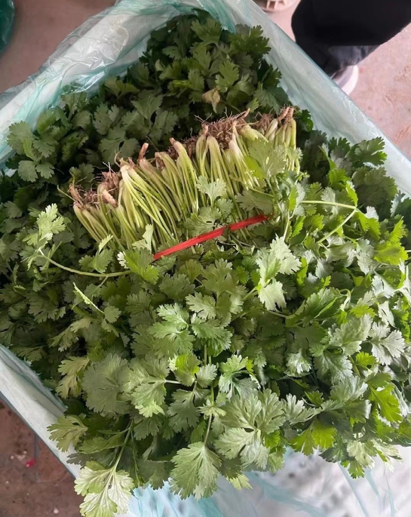 江苏东台香菜大叶香菜新鲜现货量大从优实力代发全国