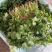 江苏东台香菜大叶香菜新鲜现货量大从优实力代发全国