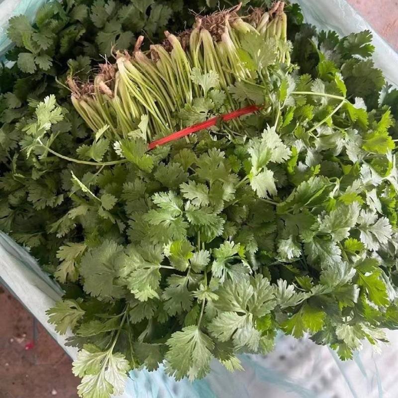 江苏东台香菜大叶香菜新鲜现货量大从优实力代发全国