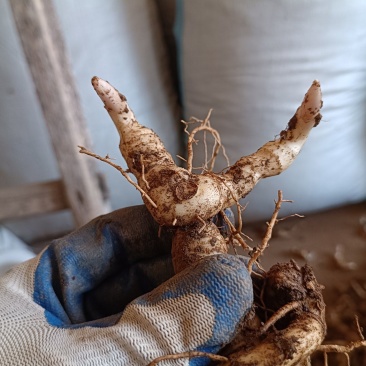 鸡头黄精种茎种芽头河南鸡头参甜黄精种子货