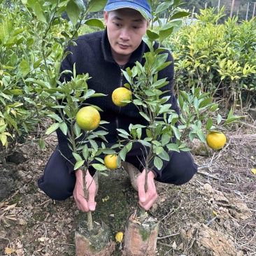 【推荐】皇帝贡柑苗嫁接苗，基地直发技术指导包邮