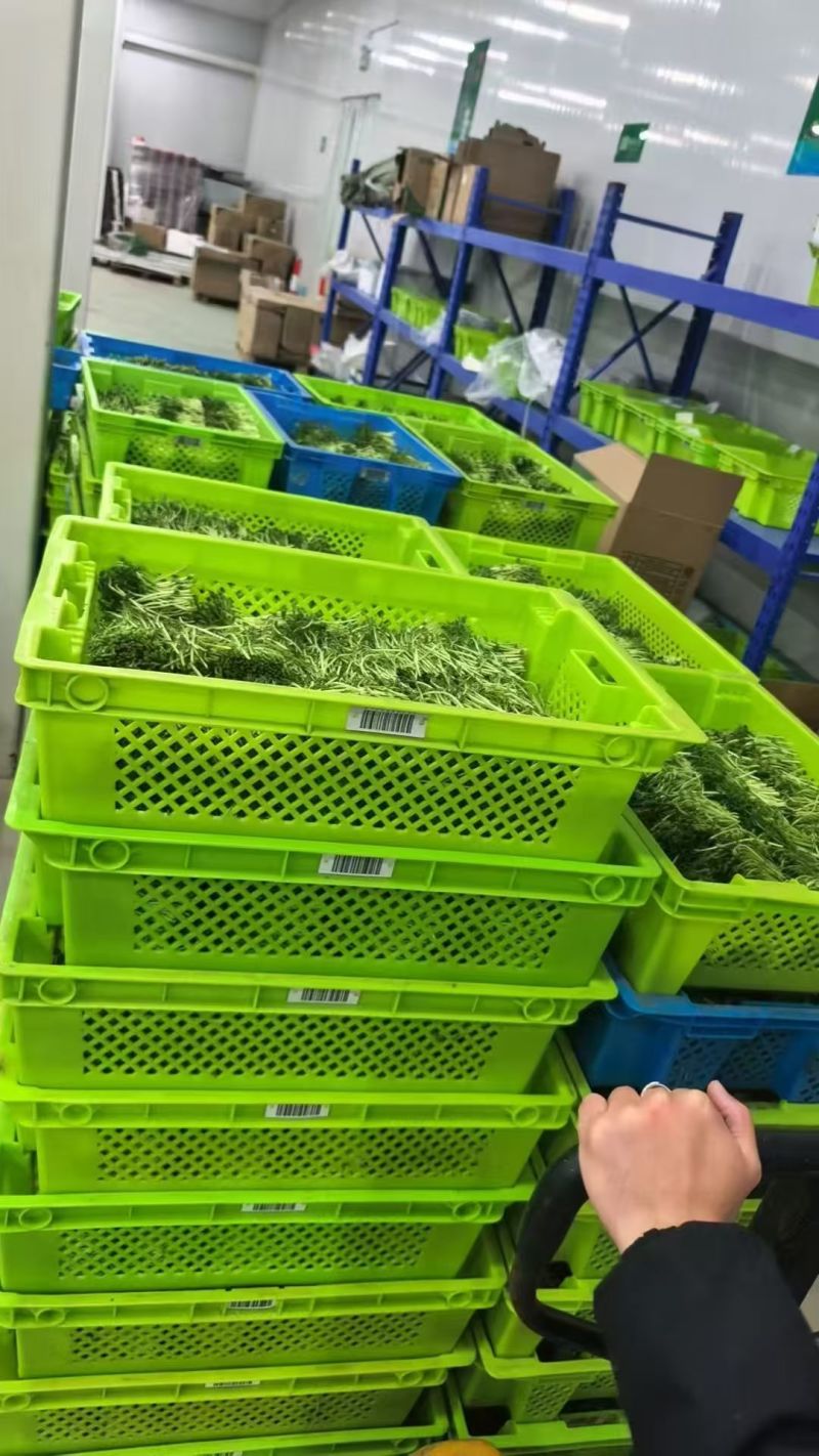 精品豌豆苗，基地直发，保质保量，可对接各大电商批发市场