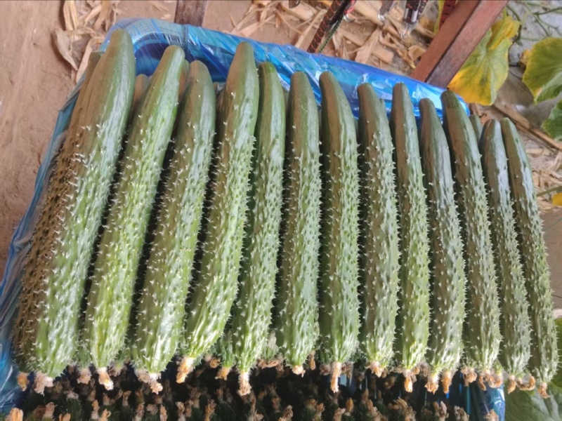 密刺黄瓜，产地直发，大量有货，欢迎各位老板咨询采购