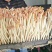 精品花生芽大量供应，品质保证，量大从优，可视频看货，诚信经营
