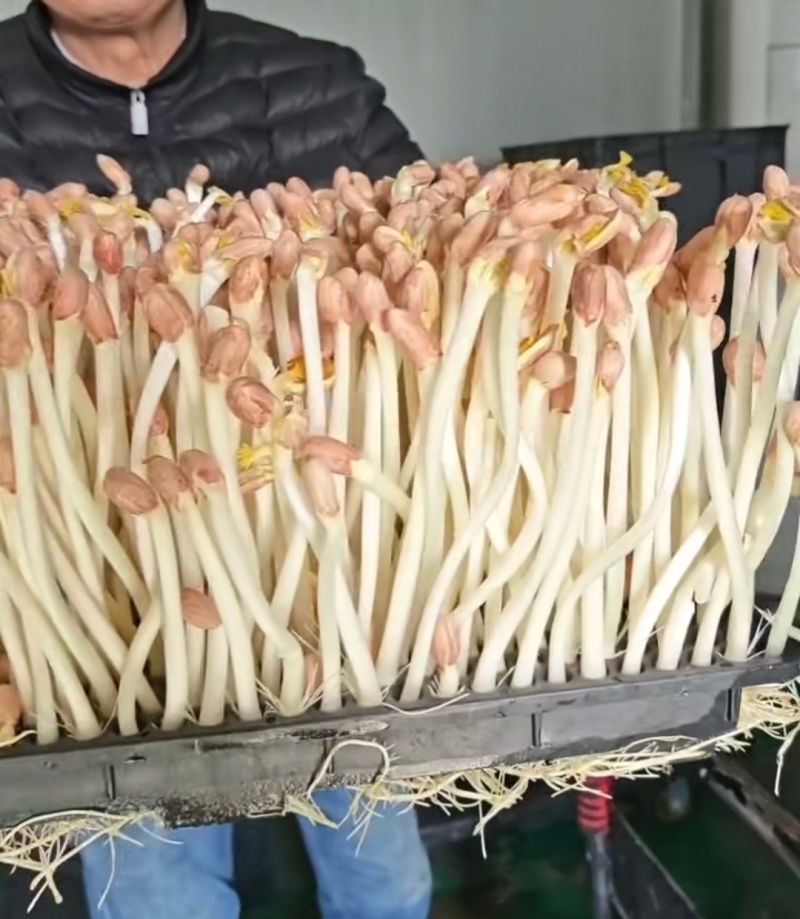 精品花生芽大量供应，品质保证，量大从优，可视频看货，诚信经营