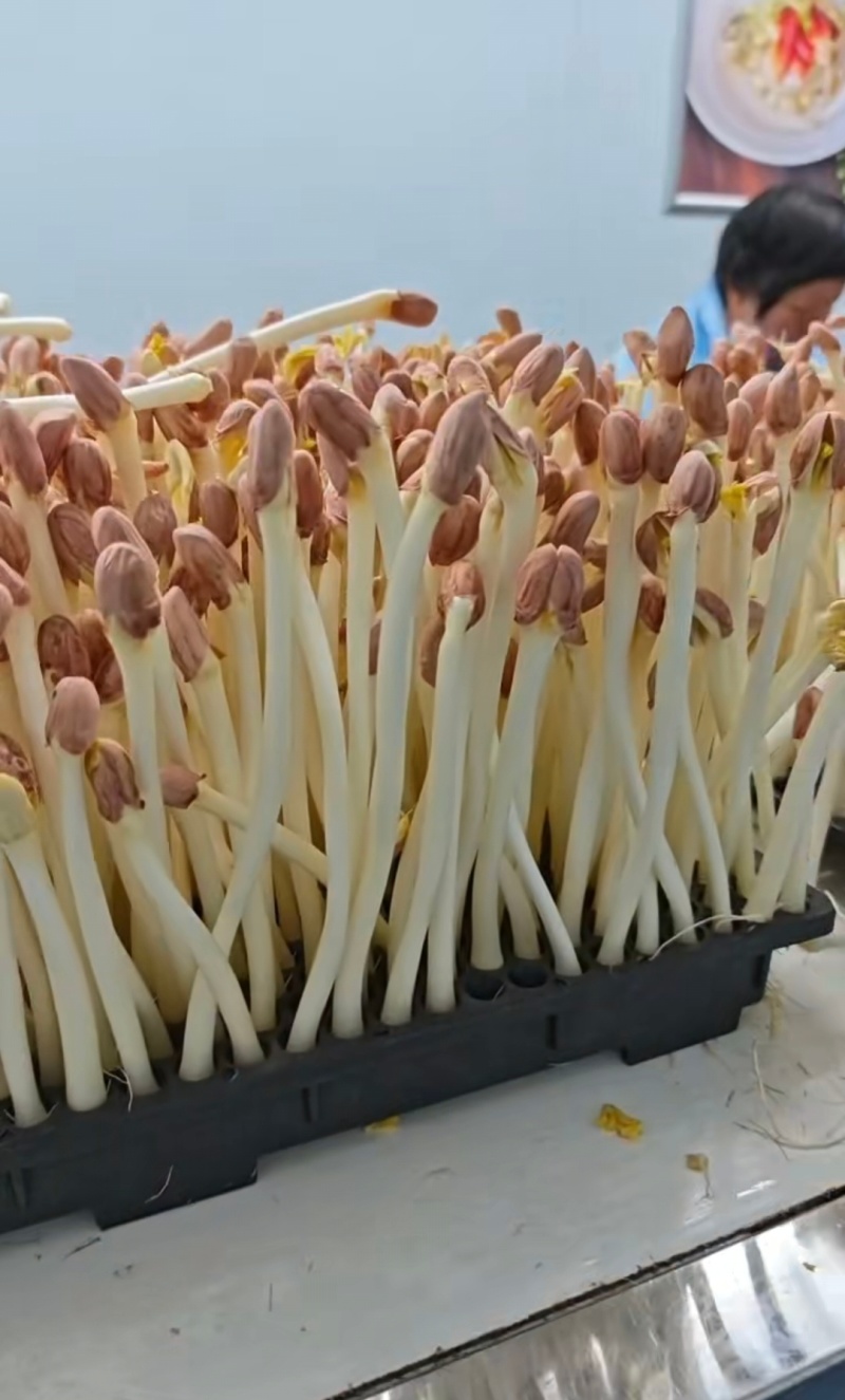 精品花生芽大量供应，品质保证，量大从优，可视频看货，诚信经营