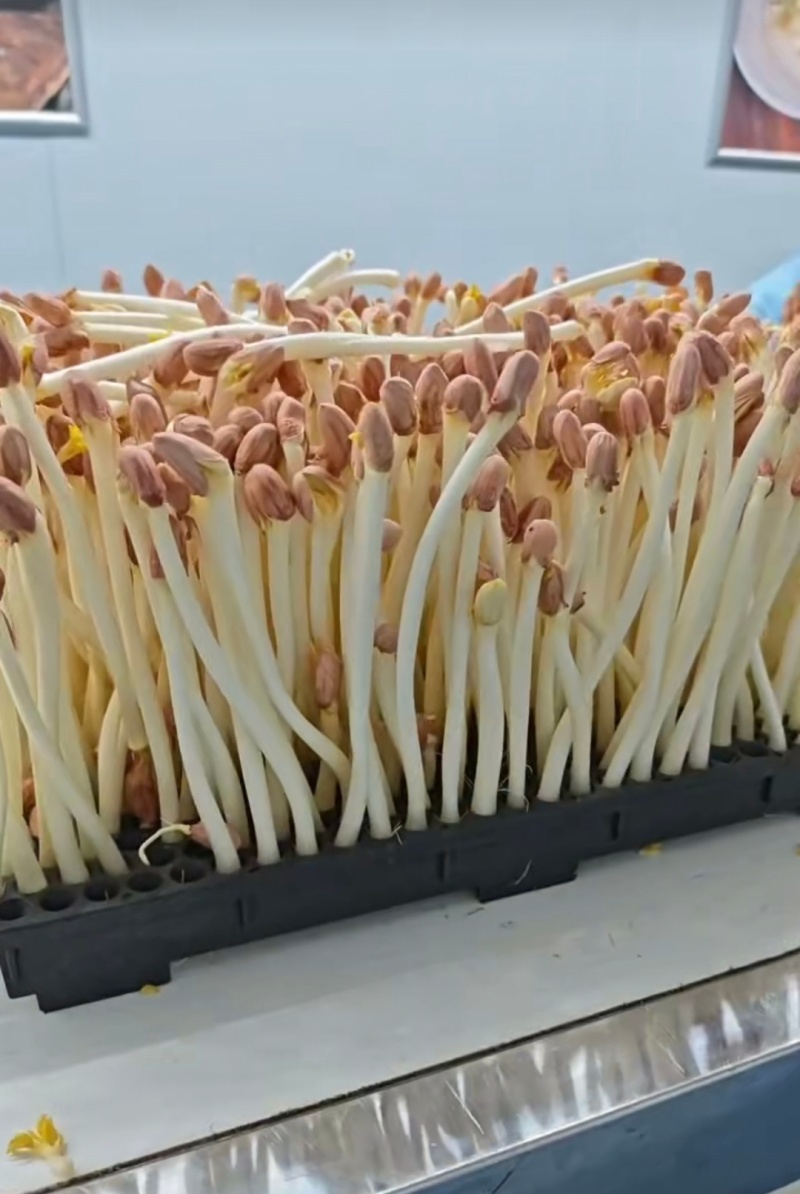 精品花生芽大量供应，品质保证，量大从优，可视频看货，诚信经营