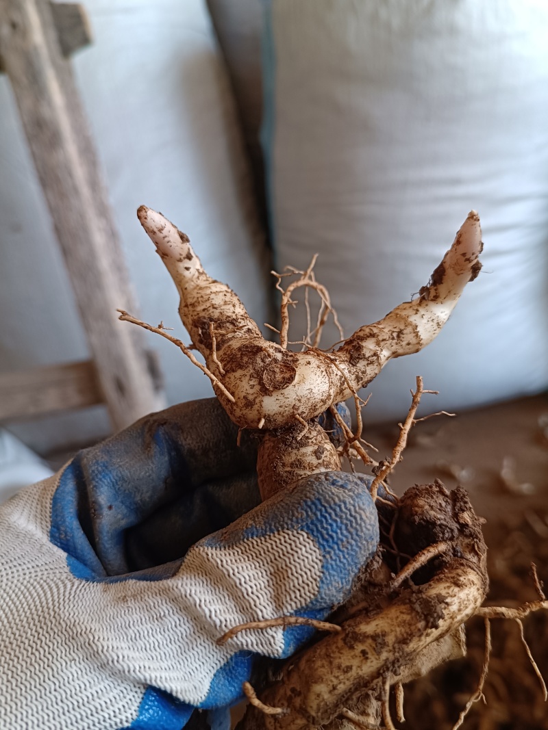 鸡头黄精种茎种芽头河南鸡头参甜黄精种子货