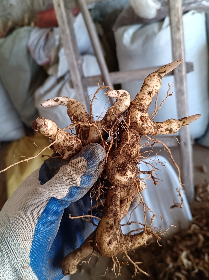 鸡头黄精种茎种芽头河南鸡头参甜黄精种子货