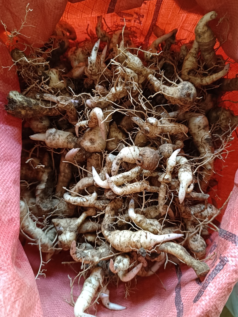 鸡头黄精种茎种芽头河南鸡头参甜黄精种子货