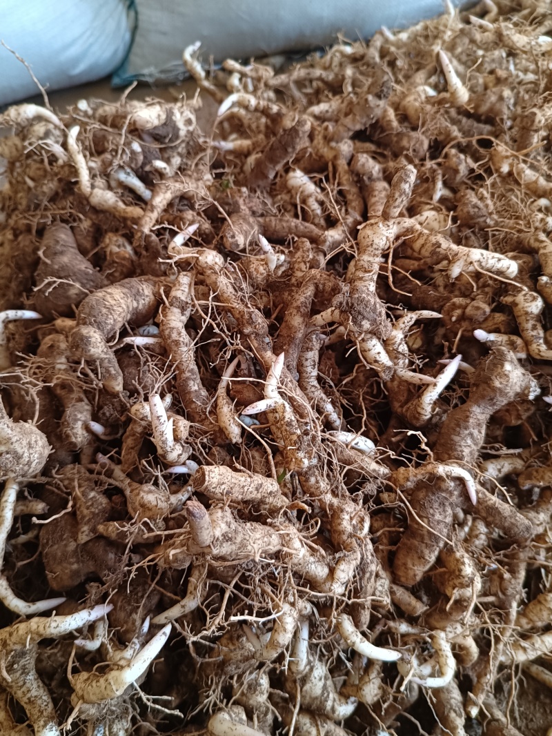 鸡头黄精种茎种芽头河南鸡头参甜黄精种子货