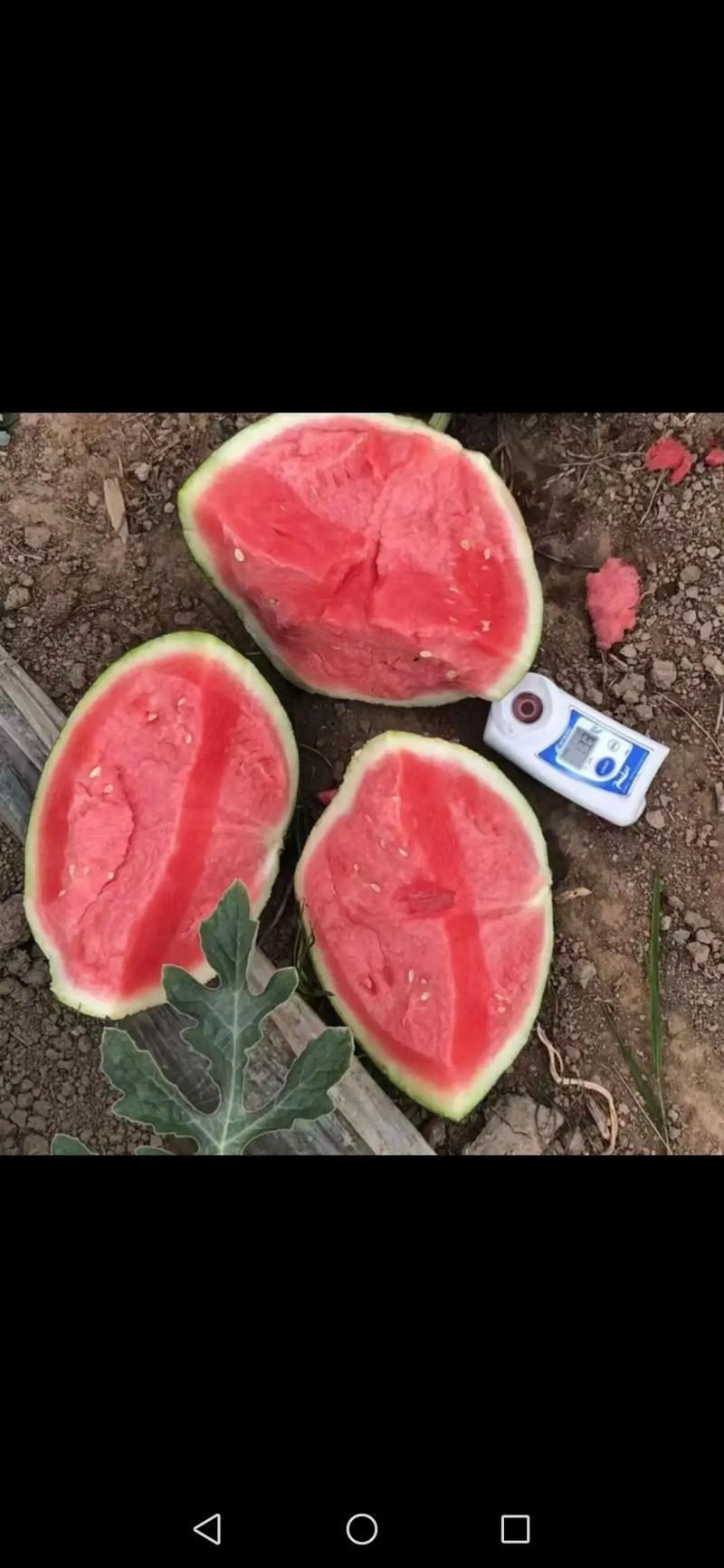 美都麒麟西瓜糖度13+耐运输可视频看货代发全国