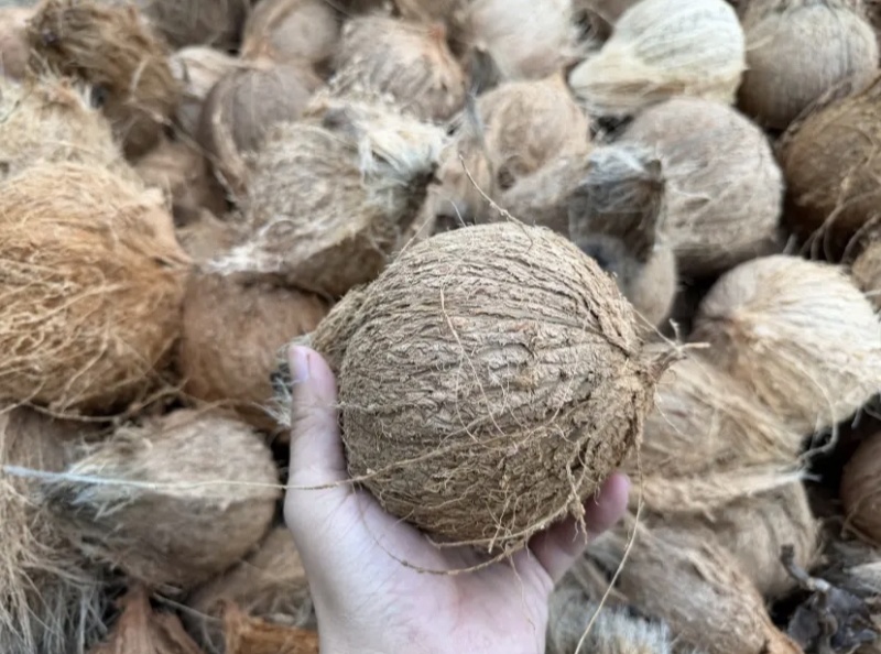 东郊毛椰🥥对接全国，电商市场档口，可议价，量大优惠