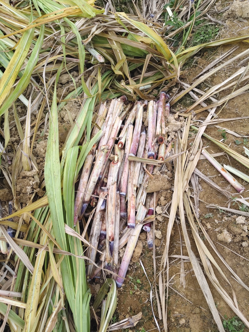 甘蔗种，出芽律高产地直发量大从优可视频看货对接全国