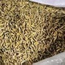 唐山稻谷产地直供大量有货质量保证一手货源价格合理全国发货