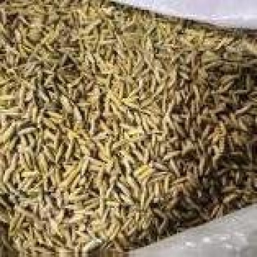 唐山稻谷产地直供大量有货质量保证一手货源价格合理全国发货