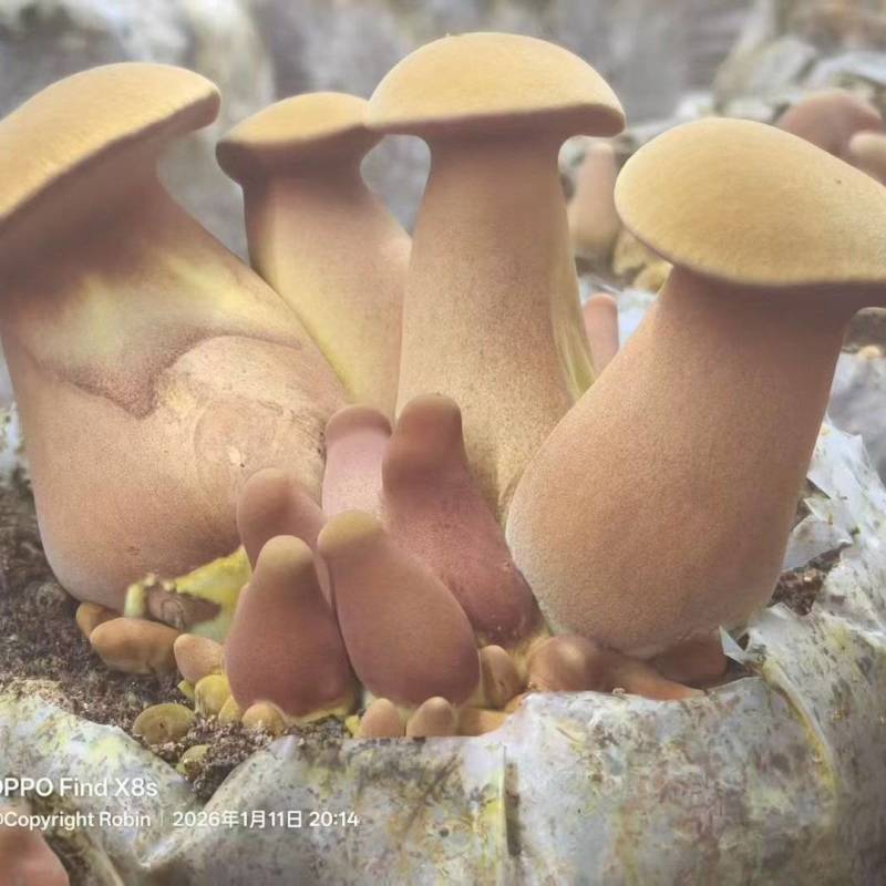 黄牛肝菌见手青新鲜菇一公斤包邮