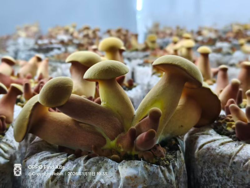 黄牛肝菌见手青新鲜菇一公斤包邮