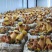 黄牛肝菌见手青新鲜菇一公斤包邮