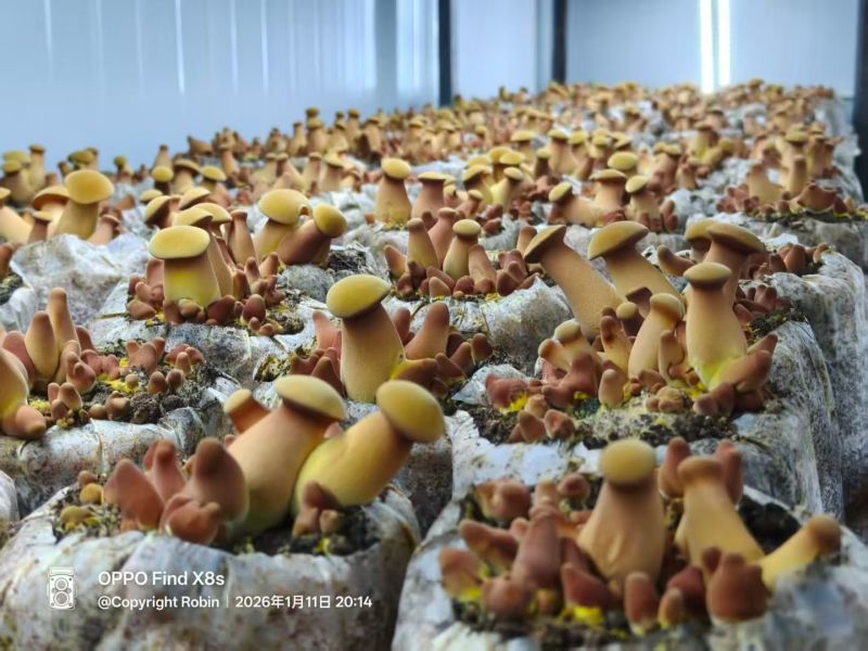 黄牛肝菌见手青新鲜菇一公斤包邮