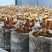 黄牛肝菌见手青新鲜菇一公斤包邮