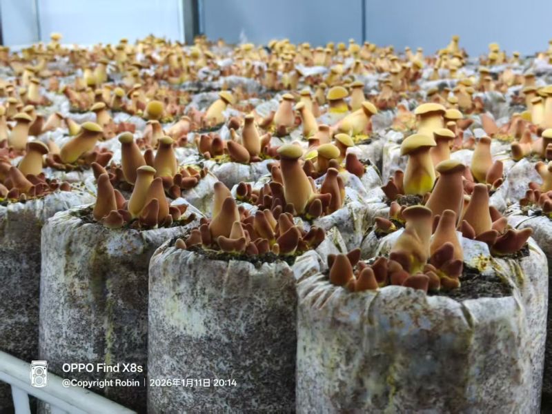 黄牛肝菌见手青新鲜菇一公斤包邮