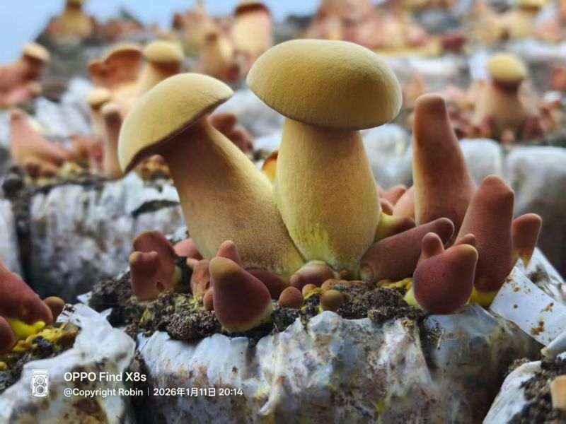 黄牛肝菌见手青新鲜菇一公斤包邮