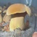 黄牛肝菌见手青新鲜菇一公斤包邮