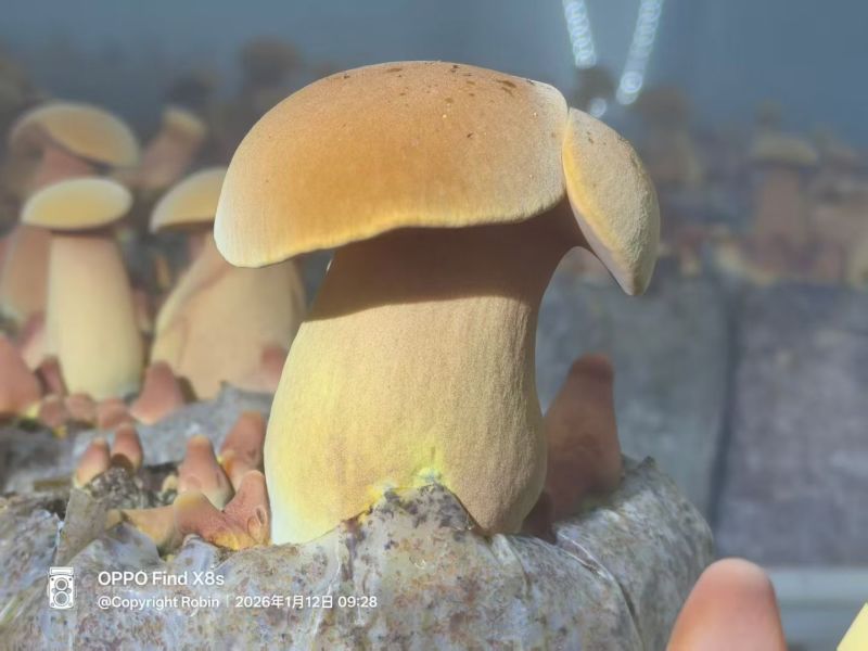 黄牛肝菌见手青新鲜菇一公斤包邮