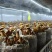黄牛肝菌见手青新鲜菇一公斤包邮