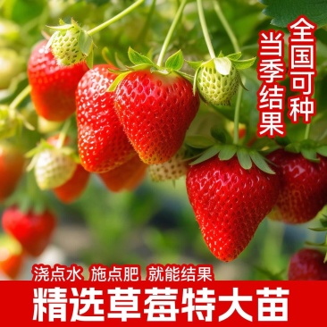 热卖红颜草莓苗品种、规格齐全支持一件代发诚招电商可指导经营