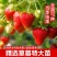 热卖红颜草莓苗品种、规格齐全支持一件代发诚招电商可指导经营